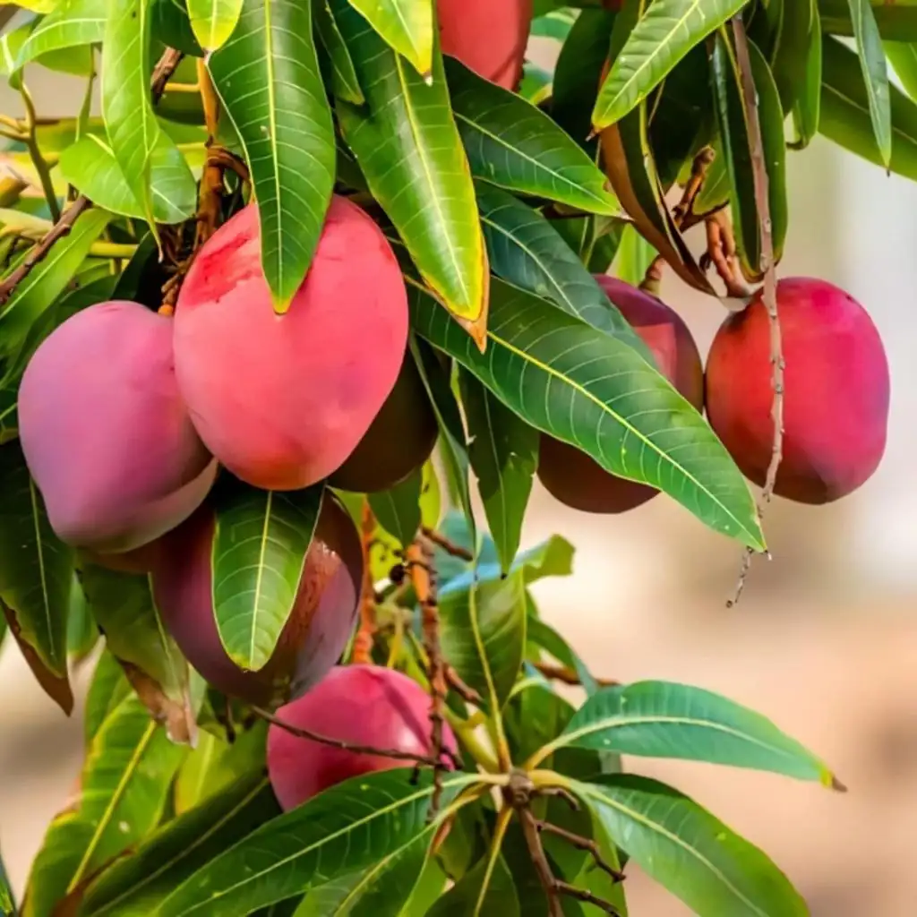 Pusa Arunima Mango (પુસા અરુણિમા કેરી)
